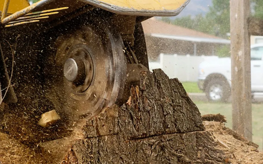 Stump Grinding Project